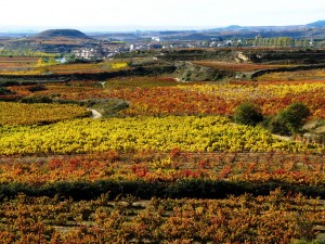 Rioja-Spain