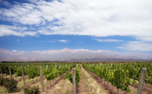 Vineyard_in_Mendoza_Argentina