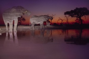 African elephants at waterhole, Loxodonta africana, Chobe National Park, Botswana