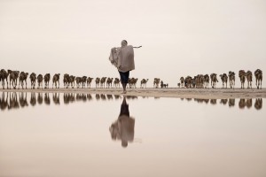 Un minatore di sale conduce un gruppo di cammelli verso la miniera, regione di Afar, Etiopia. (Joel Santos / www.typoty.com)